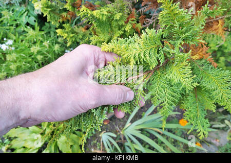 Un anziano nonno agricoltore tiene in mano un ramo del ramo sempreverde di conifere pianta di ginepro. real shot outdoor con soft focus Foto Stock