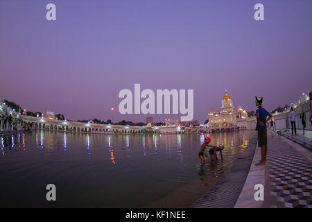 Delhi, India - 19 settembre 2017: persone non identificate swiming e camminare nei pressi del laghetto artificail, con una bella vista del famoso Gurdwara Sikh tempio dorato Harmandir Sahib si riflette nel laghetto artificiale, con uno splendido cielo viola in India Foto Stock