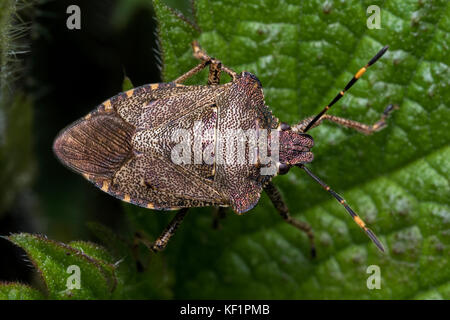 Bronzo (Shieldbug Troiolo luridus) su Rovo foglie. Tipperary, Irlanda Foto Stock