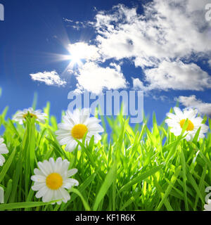 Fiori con campo erboso sul cielo azzurro e sole Foto Stock