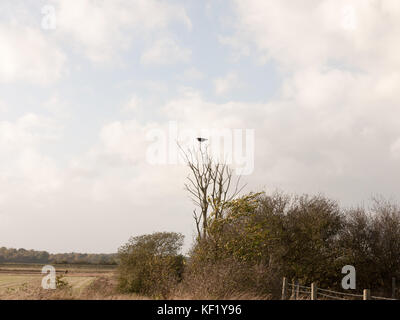 Crow rook appollaiati testa al di sopra del ramo autunno; essex; Inghilterra; Regno Unito Foto Stock