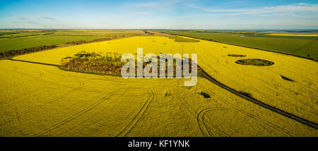 Panoramica aerea di canola field al tramonto in australia Foto Stock