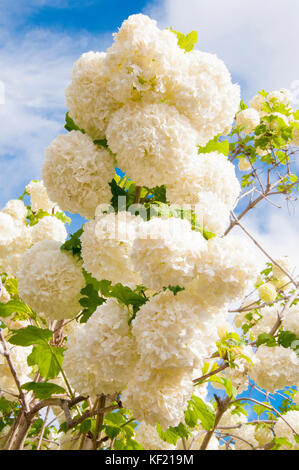 Viburno rose, viburnum opulus, pompon o snowball tree, Nativi Nord Europa Foto Stock