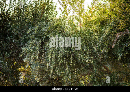 Ulivo con ottima produttività di olive verdi, Creta, Grecia. Foto Stock