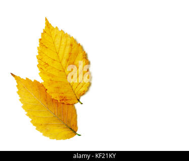 Coppia di brillanti oro Giallo autunno elm lascia isolati su sfondo bianco Foto Stock