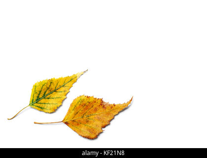 Coppia di lampade di giallo dorato autunno Betulla foglie isolati su sfondo bianco Foto Stock