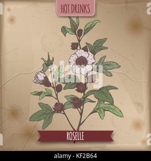 Schizzo di colore di Roselle aka sabdariffa hibiscus con foglie e fiori. utilizzato per fare il tè carcade. Illustrazione Vettoriale