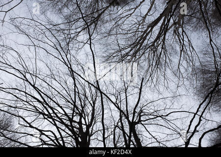 Bianco e nero eerie shot dal di sotto di alberi senza foglie. Foto Stock