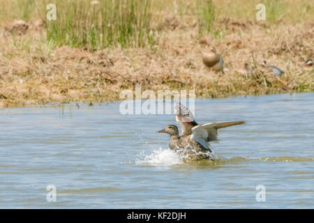 Una canapiglia stretching le sue ali sull'acqua del delta del Llobregat. Foto Stock