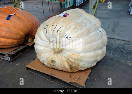 Una zucca gigante a County Fair Foto Stock