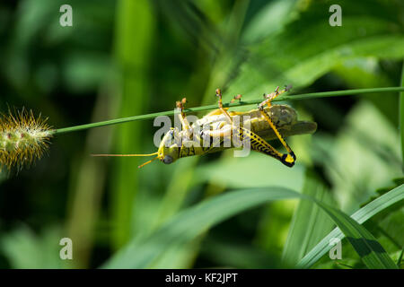 Verde cavalletta appena appeso intorno ad una pianta. Foto Stock