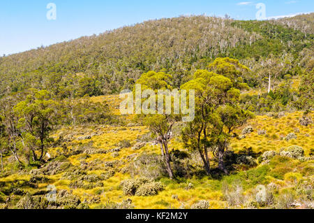 La colomba canyon trail è una splendida escursione in cradle mountain-lake st clair national park - Tasmania, Australia Foto Stock