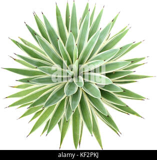 Verde Agave angustifolia (Marginata) isolato su sfondo bianco con percorso di clipping. Foto Stock