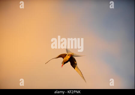 Arctic Tern (sterna paradisaea) in volo al tramonto durante il sole di mezzanotte, Nord Islanda e Scandinavia Foto Stock