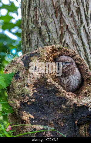 Il piccolo gufo, catturato in Shropshire, Regno Unito Regno Unito Foto Stock