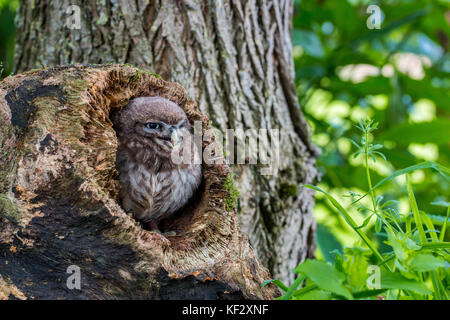 Il piccolo gufo, catturato in Shropshire, Regno Unito Regno Unito Foto Stock