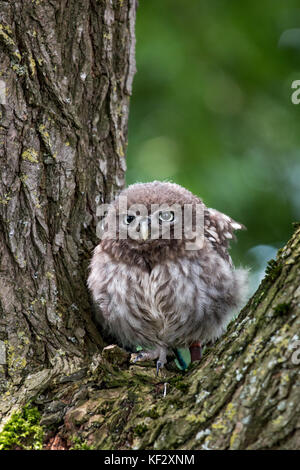 Il piccolo gufo, catturato in Shropshire, Regno Unito Regno Unito Foto Stock