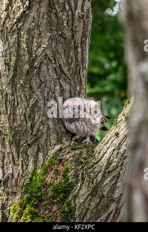 Il piccolo gufo, catturato in Shropshire, Regno Unito Regno Unito Foto Stock