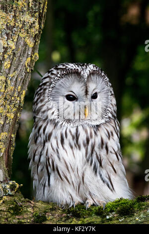 Il gufo Fluffiest che io abbia mai visto, tuttavia facilmente irritabile, sarebbe fare clic quando si approccio che il modo in cui questo uccello avverte di off, e dà abbagliamenti! Foto Stock