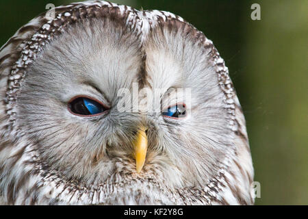 Il gufo Fluffiest che io abbia mai visto, tuttavia facilmente irritabile, sarebbe fare clic quando si approccio che il modo in cui questo uccello avverte di off, e dà abbagliamenti! Foto Stock