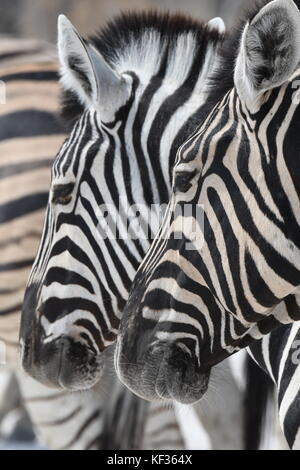 I Lions e la zebra in Etosha Foto Stock