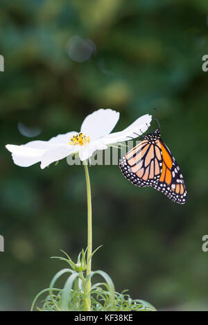 Farfalla monarca Danaus Plexippus appena emerse da appendere un cosmo bianco fiore Foto Stock