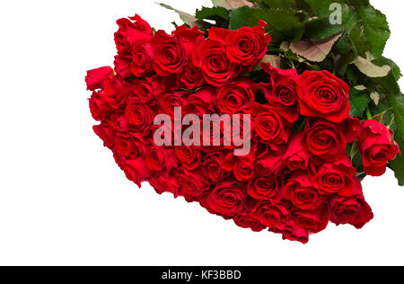 Grandi bouquet di cinquanta rose rosse su sfondo bianco Foto Stock