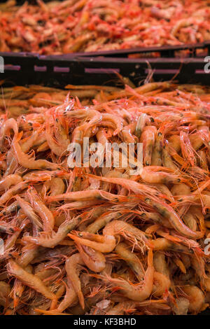 Un mucchio di appena pescato gamberetti dal mare adriatico raffigurato su una bancarella per la vendita al mercato del pesce in split una mattina. Foto Stock