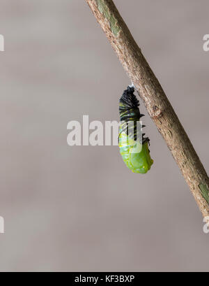 Neonata monarca Danaus Plexippus crisalide con caterpillar molt attaccata Foto Stock