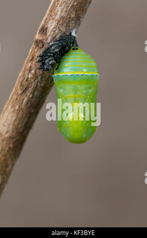 Neonata monarca Danaus Plexippus crisalide con caterpillar molt attaccata Foto Stock