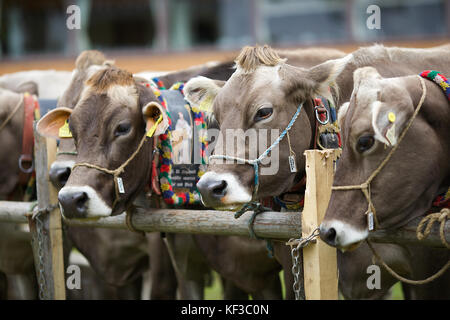 Bovini in Lech, Austria Foto Stock