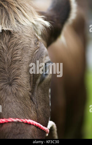 Bovini in Lech, Austria Foto Stock