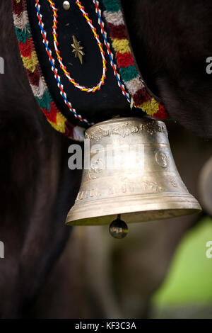 Bovini in Lech, Austria Foto Stock