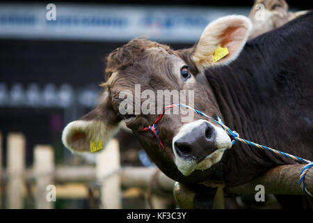 Bovini in Lech, Austria Foto Stock