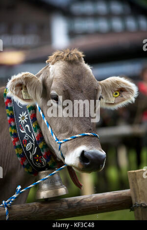 Bovini in Lech, Austria Foto Stock