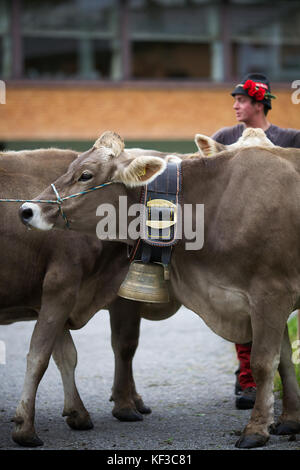 Bovini in Lech, Austria Foto Stock