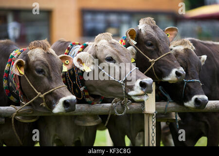 Bovini in Lech, Austria Foto Stock