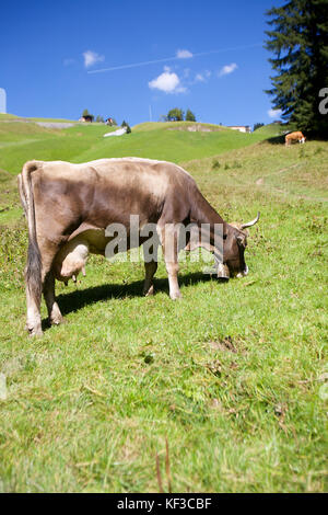 Il bestiame nelle colline Lech, Austria Foto Stock