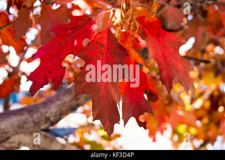 Colori autunnali e foglie rosse autunnali su un albero Foto Stock