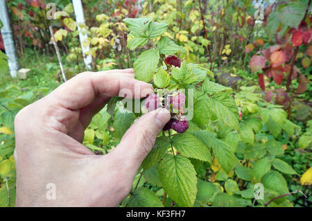 Anziani nonno agricoltore rip dalla bussola autunno lamponi maturi. real settembre giardino europeo shot con soft focus Foto Stock