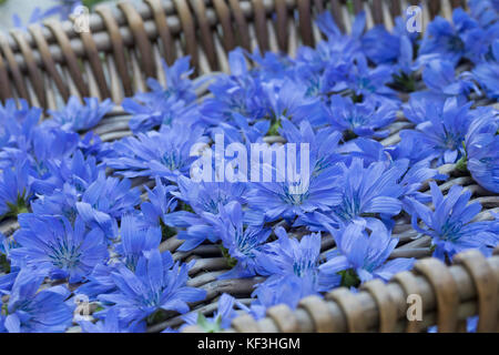 Wegwarte, Blüten werden auf Tablett gettrocknet, Trocknung, Ernte, Kräuterernte, Gemeine Wegwarte, Gewöhnliche Wegwarte, Zichorie, Cichorium intybus, C. Foto Stock