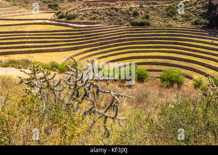 Moray cerchi, di forma rotonda inca storico sito agriciltural sulle colline con cactus in primo piano, urubamba provnce, Perù Foto Stock