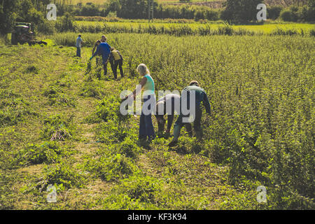 La raccolta di un sperimentali su larga scala la piantagione di ortiche (Urtica dioica) Foto Stock