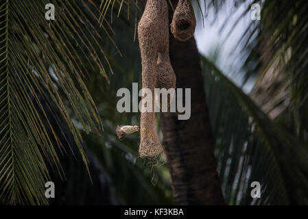 Una femmina di baya weaver bird in bilico fuori del nido a parlare con il suo maschio nel nido Foto Stock