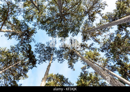 Vista dal di sotto di alberi di pino contro il cielo blu. Foto Stock