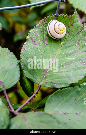 Un giardino lumaca nastrati con finiture color bianco perla con cornice guscio a spirale in attesa per la pioggia su una foglia di rovo. Foto Stock