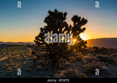 Boccole del deserto al tramonto nel deserto del Nevada orientale, Stati Uniti d'America Foto Stock