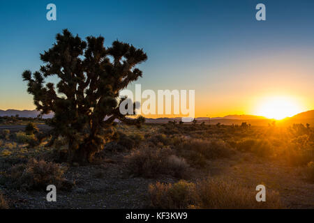 Boccole del deserto al tramonto nel deserto del Nevada orientale, Stati Uniti d'America Foto Stock