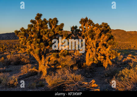 Boccole del deserto al tramonto nel deserto del Nevada orientale, Stati Uniti d'America Foto Stock