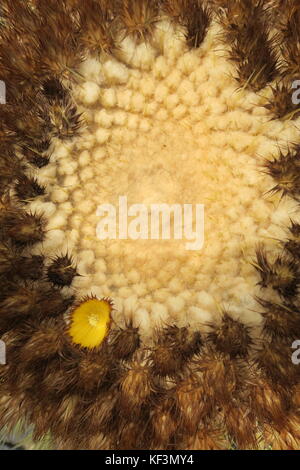 Echinocactus grusonii Foto Stock